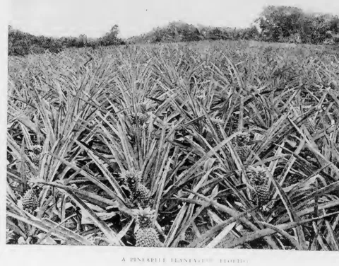 A Pineapple Plantation, Florida