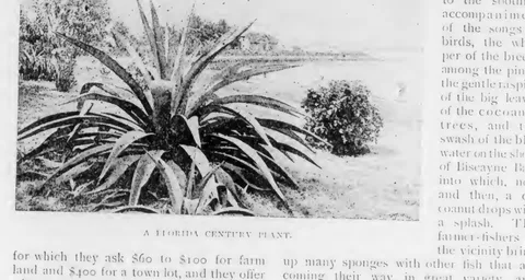 A Florida Century Plant
