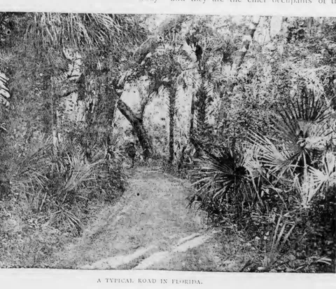 A Typical Road in Florida
